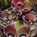 Heliamphora pulchella - Photo (c) Chien Lee, all rights reserved, uploaded by Chien Lee