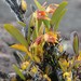 Maxillaria quelchii - Photo (c) Chien Lee, todos los derechos reservados, uploaded by Chien Lee