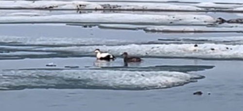 Common Eider