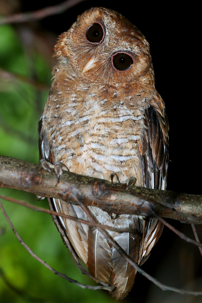 Palau Scops-Owl (Otus podarginus) photo