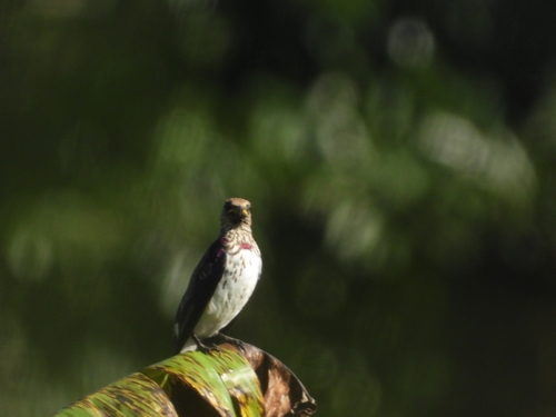 Violet-backed Starling