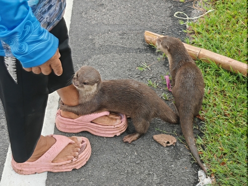 Asian Small-clawed Otter