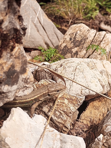 Large Psammodromus