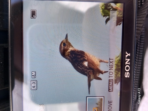 European Stonechat