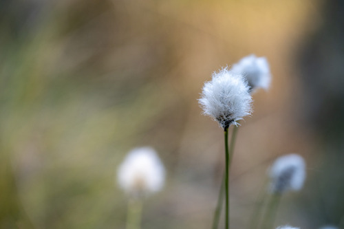 tussock cottongrass