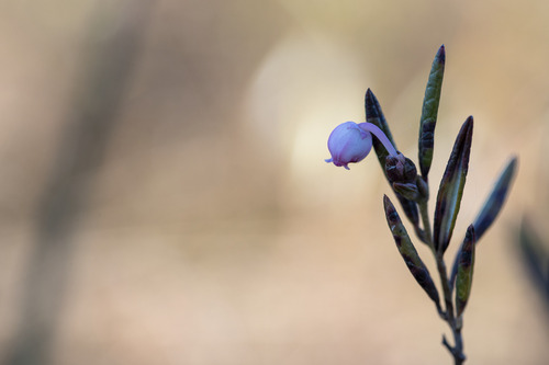 Wild Rosemary