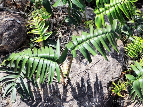 Rhaphidophora decursiva