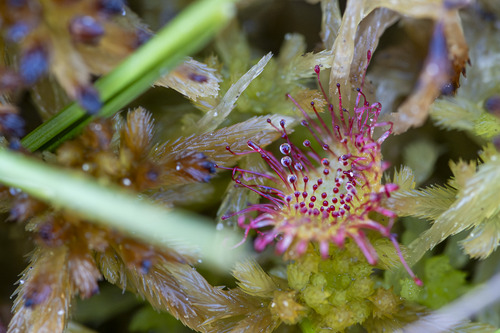 round-leaved sundew
