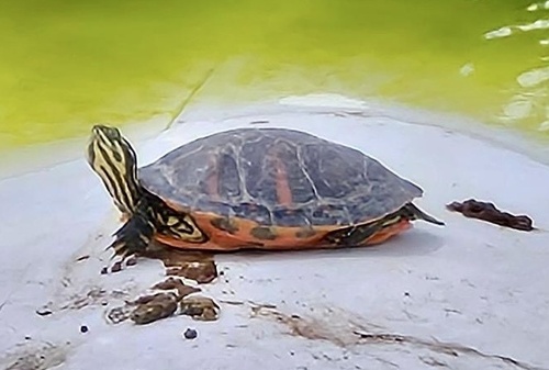 Pseudemys nelsoni
