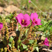 Congdon's Monkeyflower - Photo (c) Nevin Cullen, all rights reserved, uploaded by Nevin Cullen