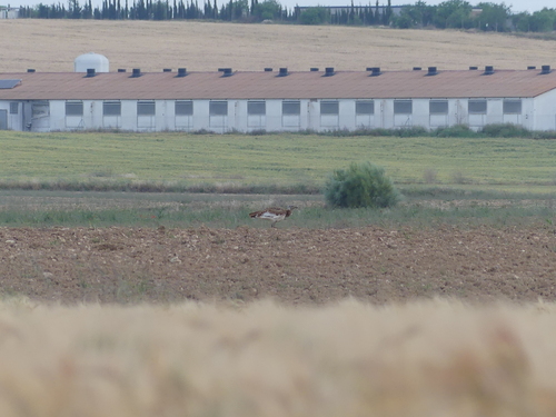 Great Bustard