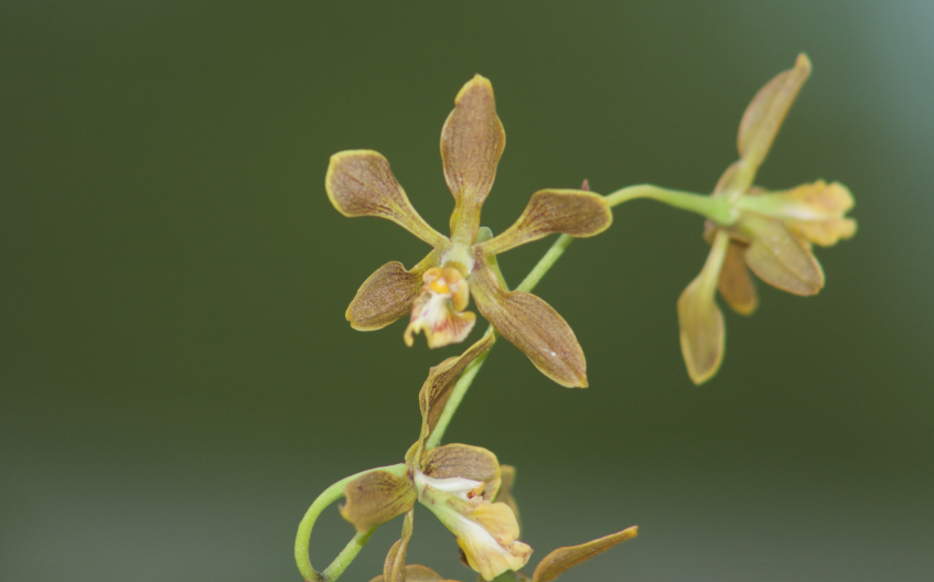 Encyclia parviflora from San Blas, Nay., México on June 13, 2008 at 09: ...