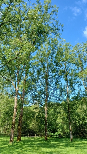 Black Poplar