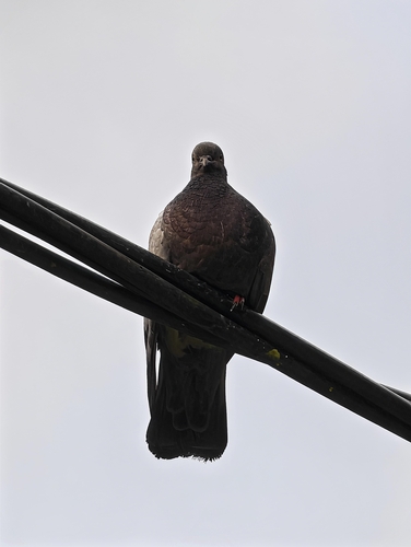 Feral Pigeon