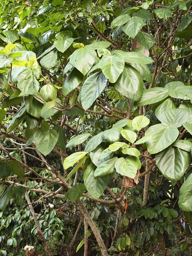 Roxburgh fig