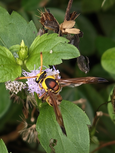 Okinawa Mud Wasp
