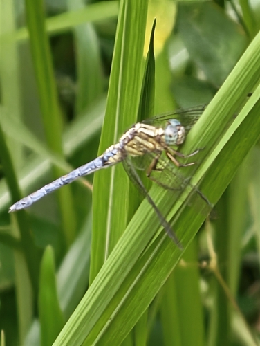 Blue Marsh Hawk
