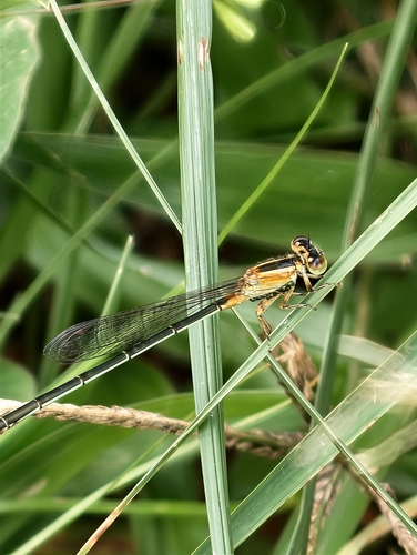 Common Bluetail