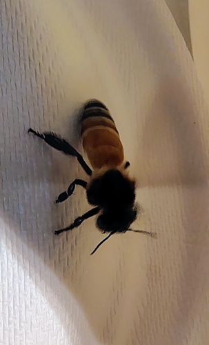 Giant Honey Bee