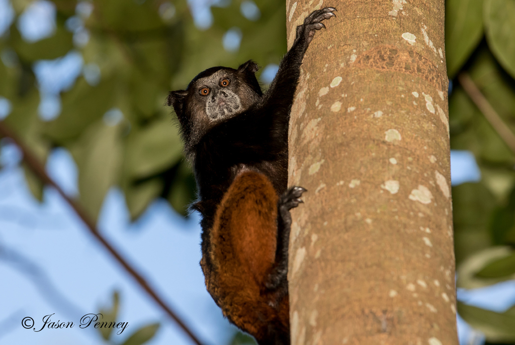 Bebeleche Saguinus Fuscicollis Naturalista