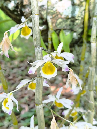 Dendrobium crystallinum