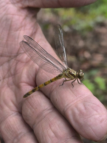 Phaenandrogomphus asthenes