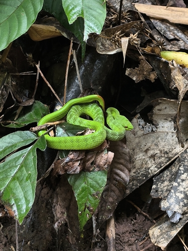 Guo's Green Pit Viper