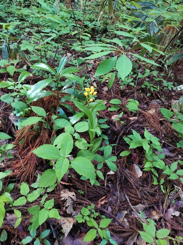 Golden Orchid