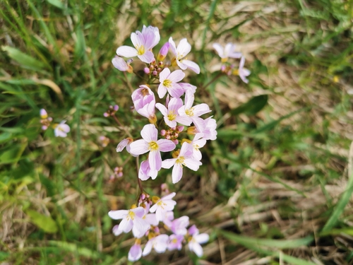 Cuckooflower