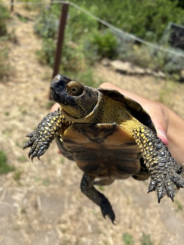 Emys orbicularis