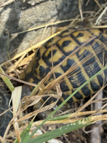 Testudo hermanni