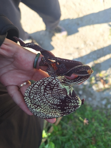 Aristolochia ringens