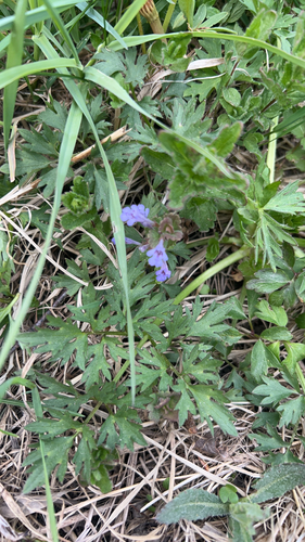 ground-ivy