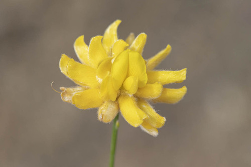 Avistamiento Genista umbellata