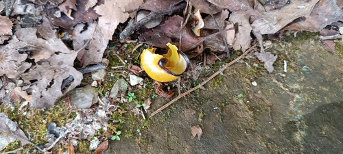 Cepaea nemoralis
