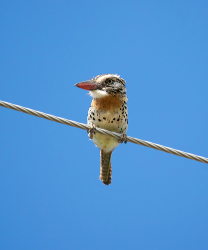Spot-backed Puffbird