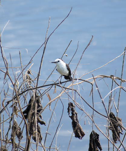 Black-backed Water-Tyrant
