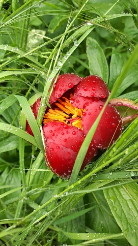 Balkan Peony