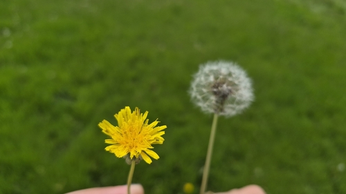 common dandelion