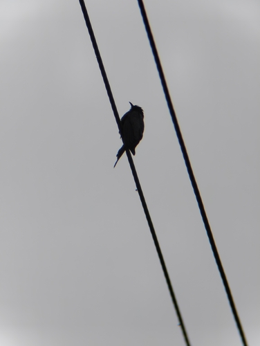 Square-tailed Drongo-Cuckoo