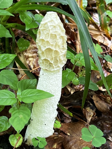 common stinkhorn