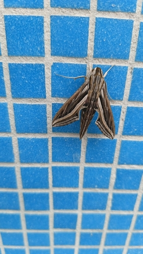 Vine Hawkmoth