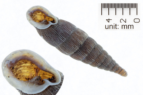 Two lipped door snail