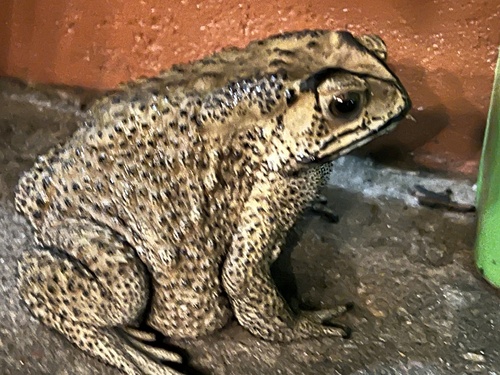 Asian Common Toad