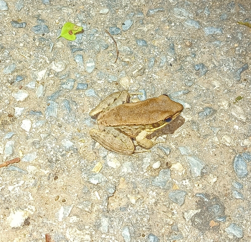Mortensen's Frog