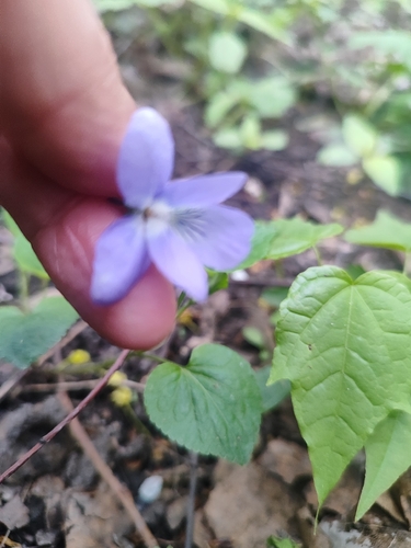 Наблюдение на iNaturalist