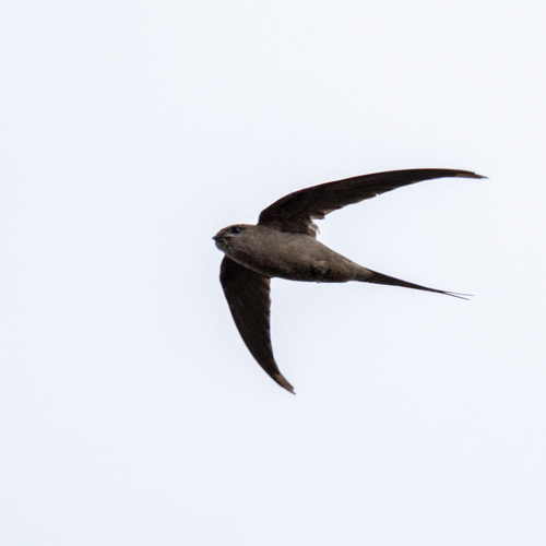 African Palm Swift