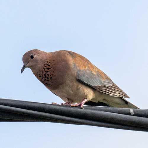 Laughing Dove