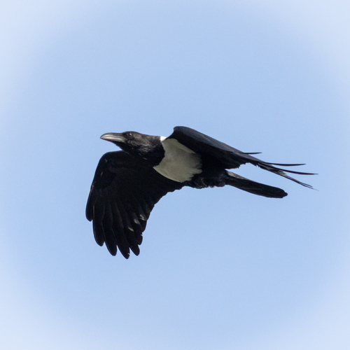 Pied Crow