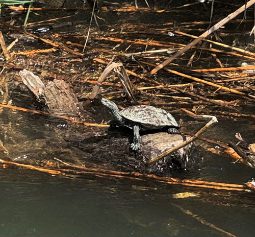 Western Caspian Turtle